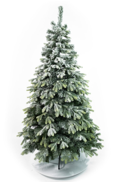 Borovica Kanadská 210 cm