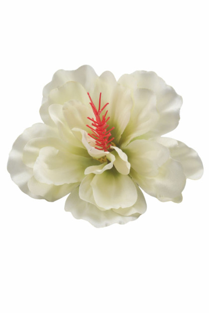 Hibiskus sat. hl