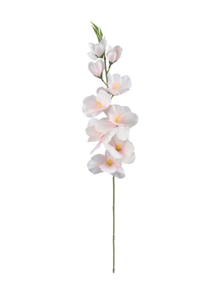 Gladiola /satén/- ks