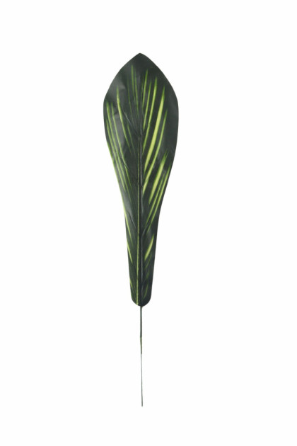 List asplenium ks