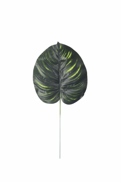 List filodendron (pogumovaná) ks