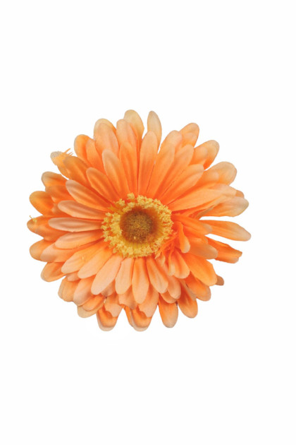 Gerbera hl.