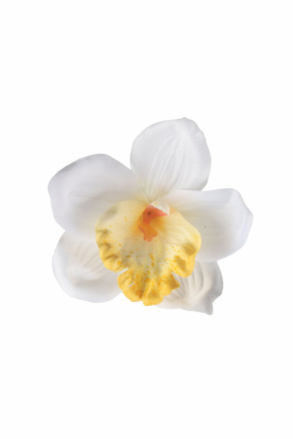 Orchidea hl.