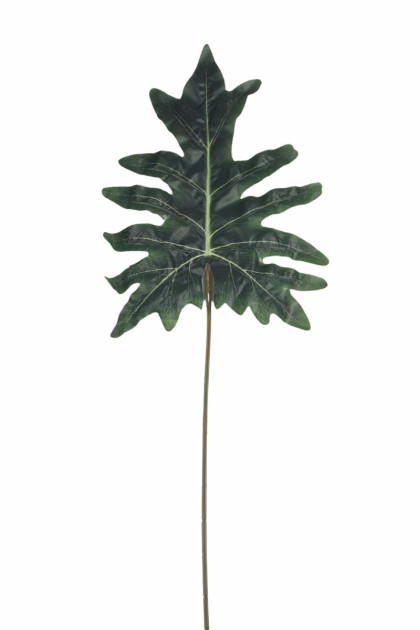 List filodendron 98 cm