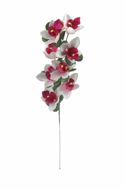 Orchidea / ks