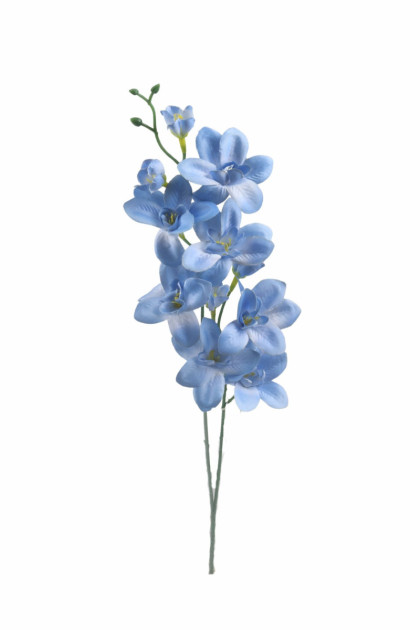 Orchidea sat. / ks