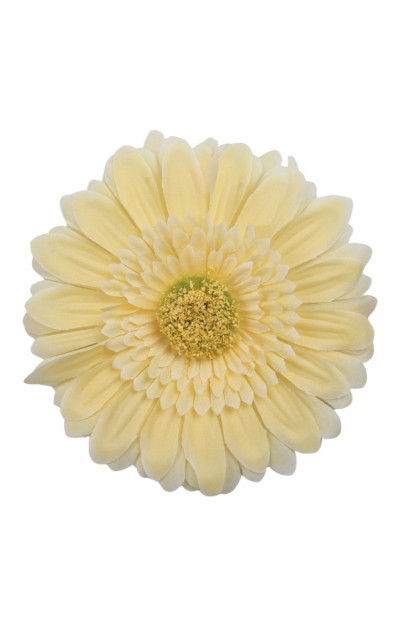 Gerbera XXL  hl.