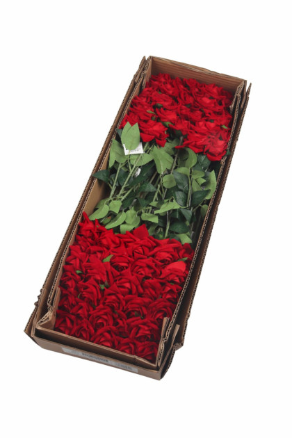 Ruža rozvin. plyš / ks