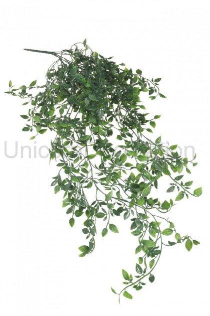 Ťahačka philodendron