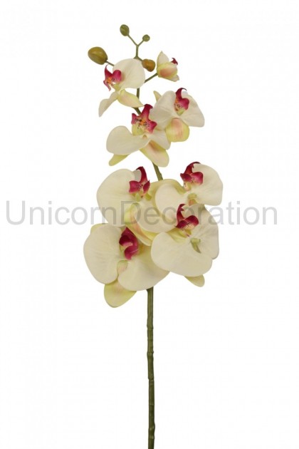 Orchidea - ks 
