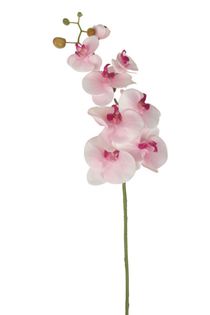 Orchidea - ks 