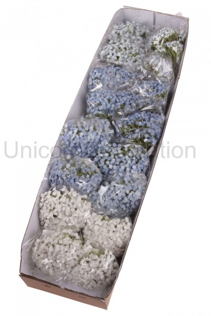Gypsophila ks