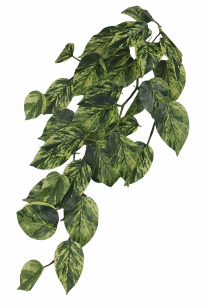 Ťahačka filodendron 65 cm