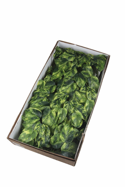 Ťahačka filodendron 65 cm