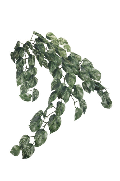 Ťahačka filodendron