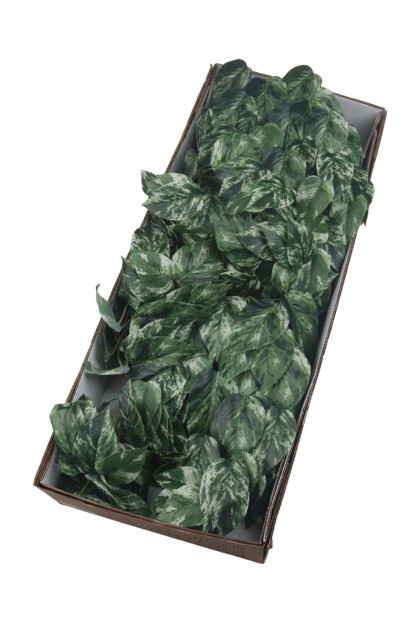 Ťahačka filodendron 