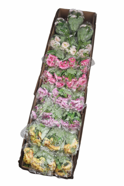 Kytička gerbera x5