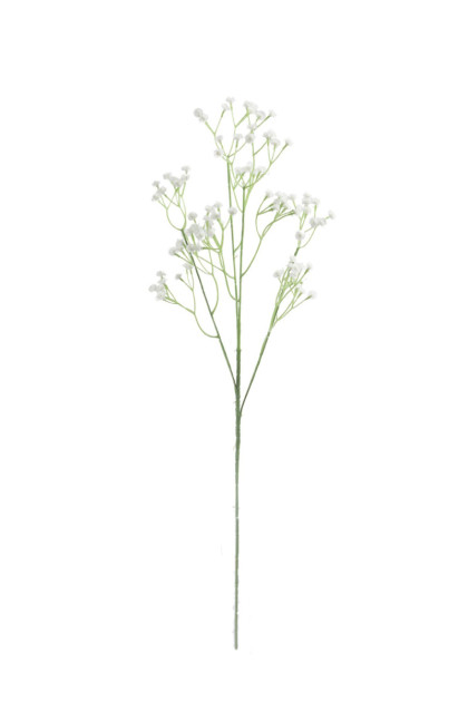 Gypsophila ks