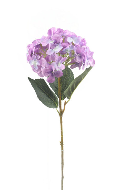 Hortenzia   ks