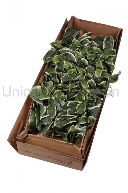 Girlanda listová 90 cm
