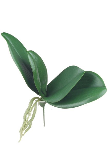 List orchidea