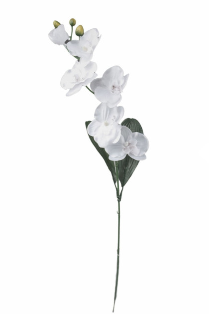 Orchidea ks