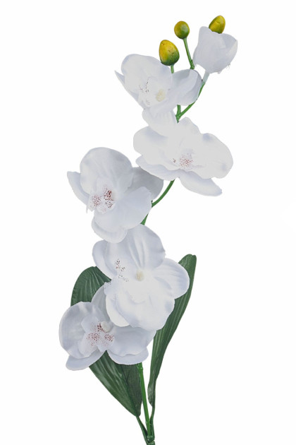 Orchidea ks