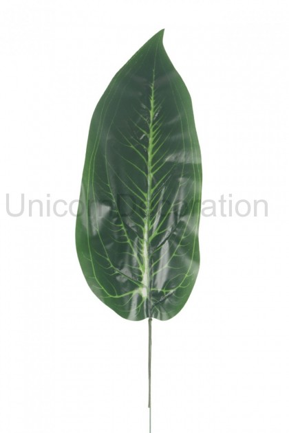 List difenbachia 48 cm/ pogumovaná 