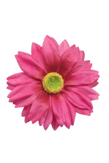Gerbera hl.