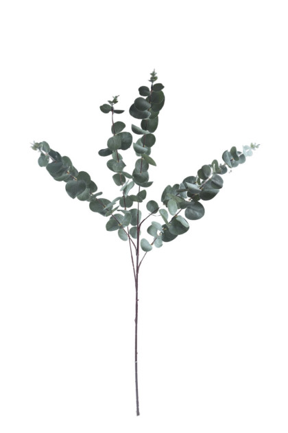 Eukalyptus -  prízdoba  / ks