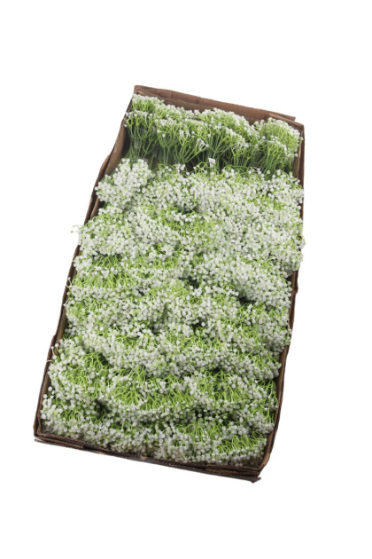 Gypsofila plast.   ks