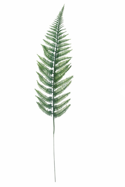 Papraď  ks