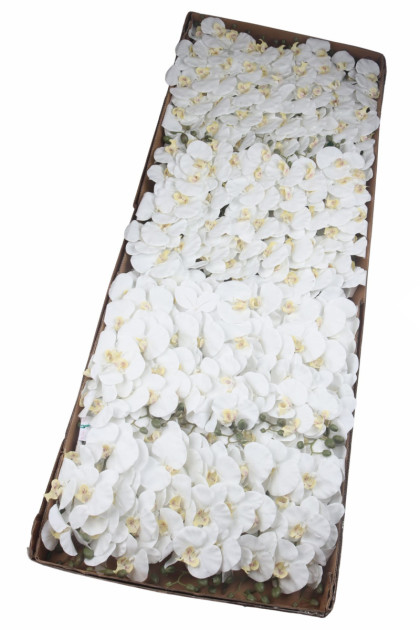 Orchidea ks