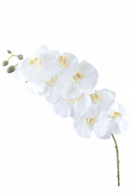 Orchidea ks