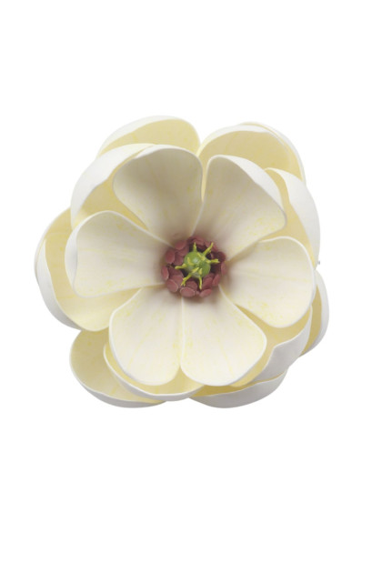 Magnolia hlava / pena