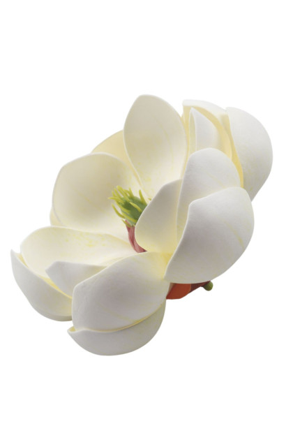 Magnolia hlava / pena
