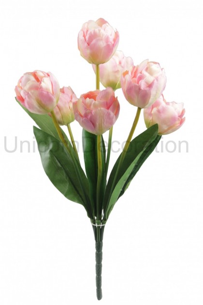 Kytica tulipán