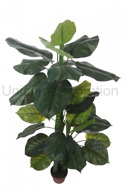 Difenbachia v črepníku 150 cm