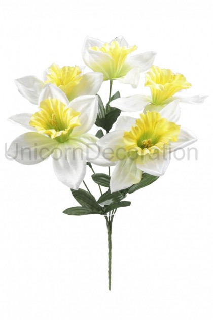 Kytica narcis