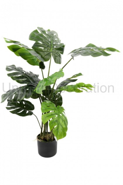Monstera v črepníku