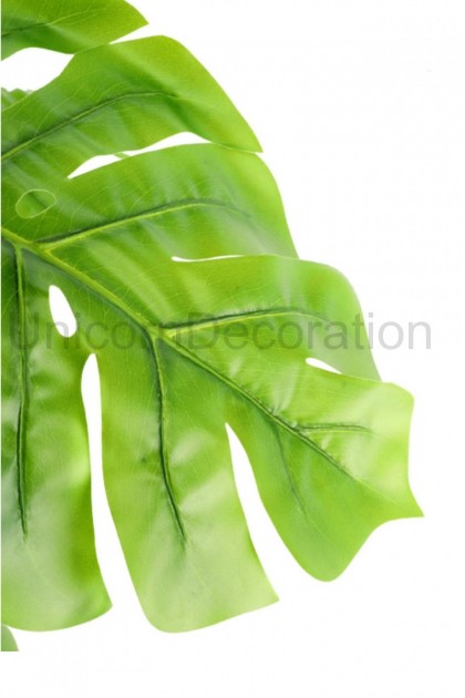 Monstera v črepníku