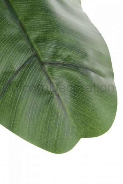 Banánovník v črepníku