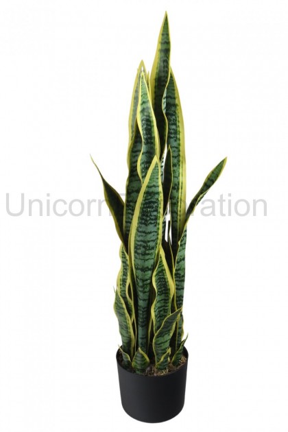 Sansevieria v črepníku 90 cm