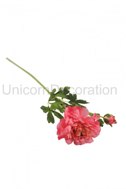 Ranunculus 1+1 ks