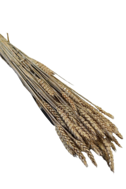 Sušina Raž 150 gr.