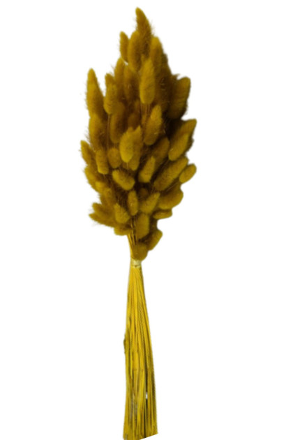 Sušina Lagurus 50 gr.