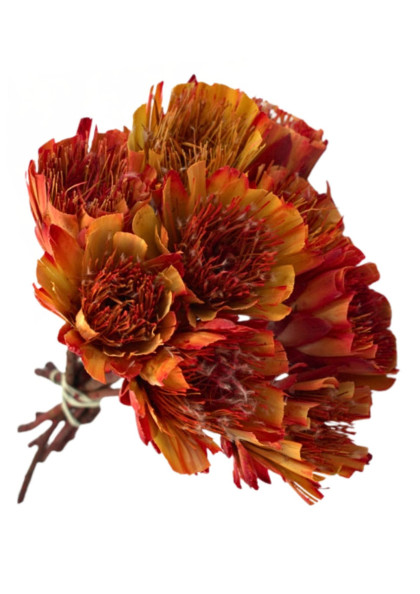 Sušina protea rezaná  červená 6 ks / zväzok