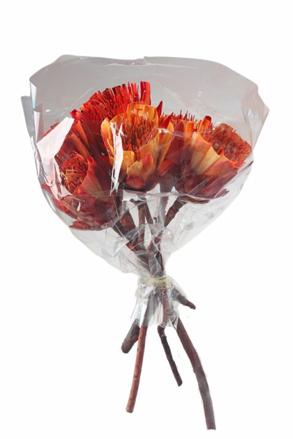 Sušina protea rezaná  červená 6 ks / bal