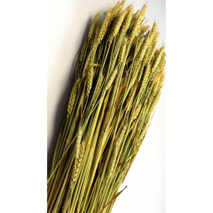Sušina Pšenica natur.(500g)/ bal.