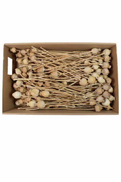 Sušina Makovica mini natur. (600g)/ krabica